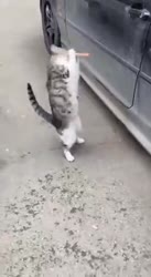 82.mp4