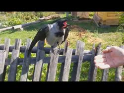 16013011992430.webm