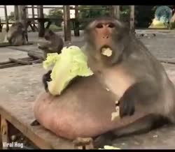 video.mp4