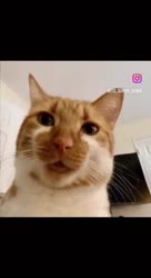 17371202716650.mp4