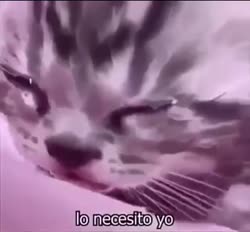 16831406634920.mp4