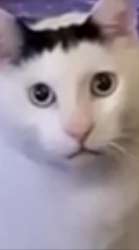 17258251780450.jpg