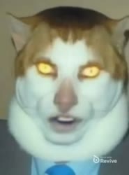 котяра давчик нормы мэдобратик.mp4