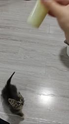 17489047217010.mp4