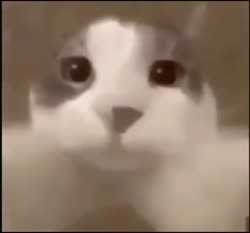 1715176026674.mp4