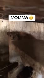 This Animal Makes the Cutest Noises-zSYKg56gWvY.mp4