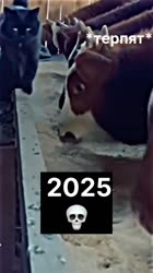 1748963199736.mp4