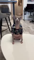 17483694121751.mp4