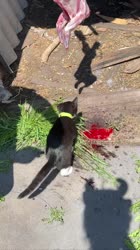VID20250606125307871.mp4.mov