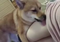 1749119366176.mp4