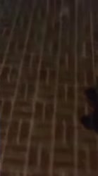 Puzzlefreeze.webm