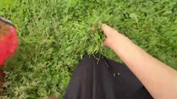 17492090854991.mp4
