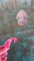rapidsave.comcuttlefishfeeding-ppmcnnpw335f1.mp4