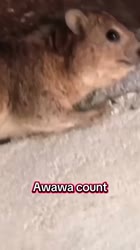 Top 10 AWAWA Countdown 😲 #trending #cute #animals #funny #hyrax #wildlife #shorts #new #top10-PXo8gvBSOwo.mp4