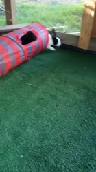 Baby Bunny Zoomies! 🐇💕-BVruJl09Tkg.mp4