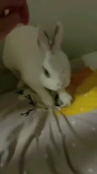 Funny bunny #funnyanimals #petvideos#cutepets #challenge #fyp #usa-n0KQoTq3D0k.mp4