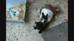 1647910927057.webm