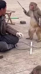 17297128847520.mp4