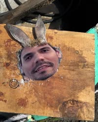 rabbit.mp4