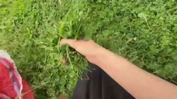 1705037933276.mp4
