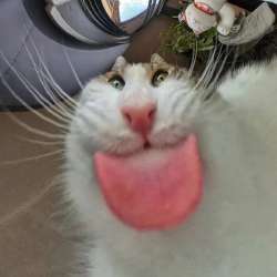 lick.png