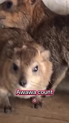 Top 10 AWAWA Countdown 😲 #trending #cute #animals #funny #hyrax #wildlife #shorts #new #top10-PXo8gvBSOwo.mp4