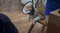 17490606992069.webm