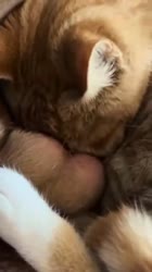 17492661919470.mp4