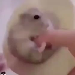 1116839021066.mp4