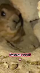 авава.mp4