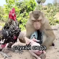 а213.mp4