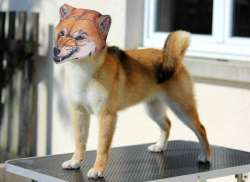 7cfb83d68cb3fd87a4bf97b56be1a837.jpeg