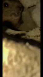 17474817673430.mp4