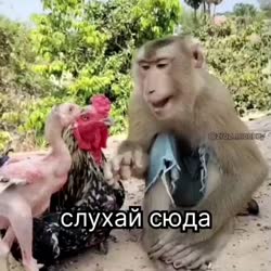 а213.mp4
