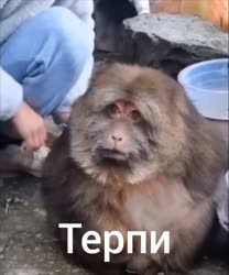 17457756159280.mp4