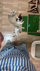 Kucing imut lucu #kucing #kucingimut #shorts #lucu #fyp.mp4