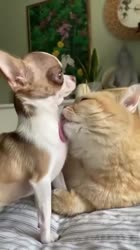 Котики+не+против.mp4