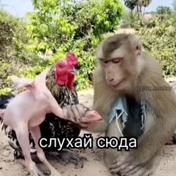 а213.mp4