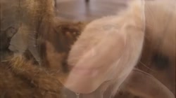 19080645578456.mp4