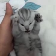 1000036000.mp4