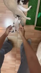 Kucing imut lucu #kucing #kucingimut #shorts #lucu #fyp.mp4