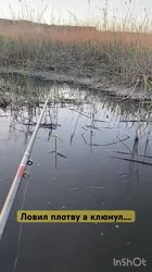 Думал плотва клюёт а там…. #рыба #fishing #рыбалка #природа.mp4