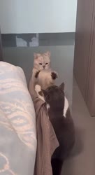 Котики+не+против(1).mp4