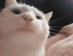 2351bc65b2b5d75cef146b7edddf805b.gif