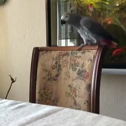 16511848421573.mp4