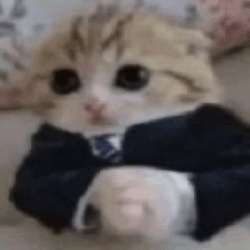 котик-в-пиджаке.png