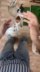 .mp4