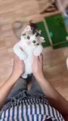 Kucing imut lucu #kucing #kucingimut #shorts #lucu #fyp.mp4