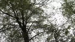 Санбой аргх.webm