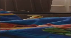 VID20250612183207~2.mp4